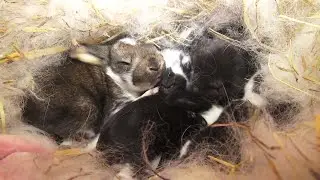 Kolejne wykoty - Kontrola gniazd - Hodowla królików