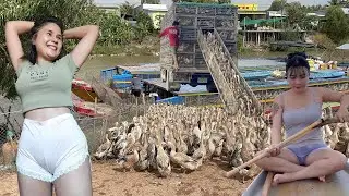 Full Video: POV Life of Daily Duck Farming in Field Transport by Boat for High Economic Value Daily