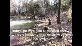 Rzeka Grabia - HD