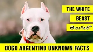 Dogo Argentino Unknown Facts in Telugu | Pets TV Telugu