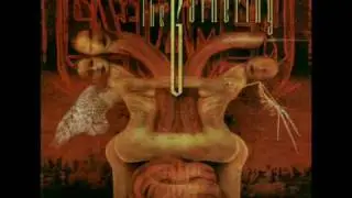 Testament - D.N.R. (Do Not Resuscitate)