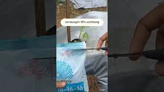 Pupuk tomat 7 HST #tomato #petanitomat #berkebun