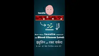 How does insulin control our blood glucose level? || In Hindi