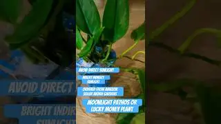 Moonlight pathos or lucky money 🪴 plant!New addition to my greenwall #gardeningideas #balconygarden