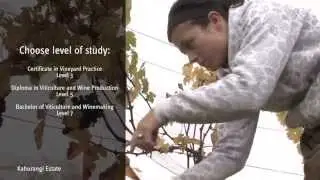 Study Viticulture at Nelson Marlborough Institute of Technology (NMIT)