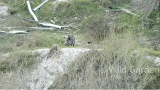 LUPI Vs CINGHIALI, la caccia comincia-Wolves Vs Wild boar, the hunt begins