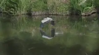 LE VOL DU H&Eacute;RON  A LA POINTE 49080
