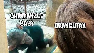 Gorillas, Chimpanzees, and Orangutans are Face to Face at Zoo La Palmyre