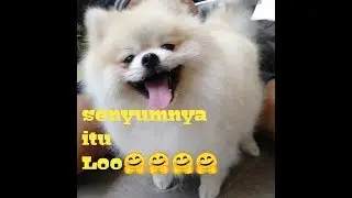 Pecinta anjing