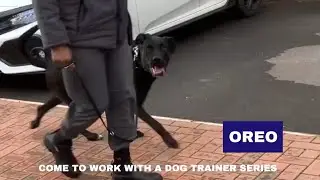 Oreo GSD X Cane Corso | Come To Work With A Dog Trainer 