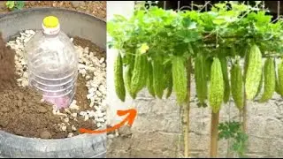 How to grow bitter melon in tires for families without gardens, fertilizer from beer#grow#gardening