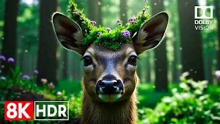 Animal Planet OLED Demo HDR 8K Ultra HD Dolby Vision™ 60fps