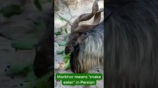 3 Facts you didn't know about Markhor!