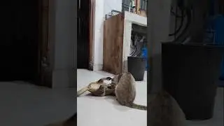 This is how cats wrestle 🤣 Kitten vs Cat Play Fight