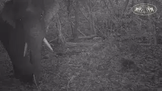 Rare Wild Asian Elephant sighting in Khao Sok National Park, Thailand