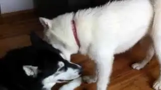 Canadian Eskimo Dog - pup waiting for his breakfast
