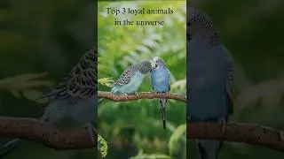Top 3 loyal animals in the world#humans best friends #dogs #animallover #elephants #horses