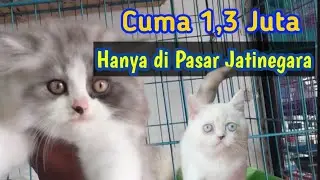 Gerebek Pasar Kucing Terbesar ❗ Harganya terjangkau