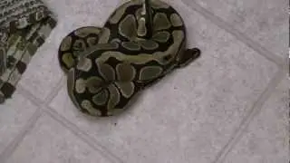 Adult Pregnant Ball Python update april 2012