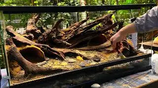 Beautiful Scenery Tank Making | Creative Aquarium Model | DIY Miniature Tank Art | Viral Dragon 