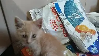 Котики знов розкошуватимуть!