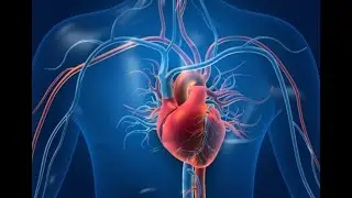 Human Circulatory System Explained | Heart, Blood Vessels & Double Circulation #science  #viral
