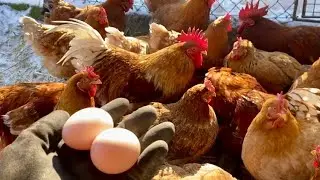 Правда которую тебе не покажут Куры Мини мясные палевые Хитрук Елена 