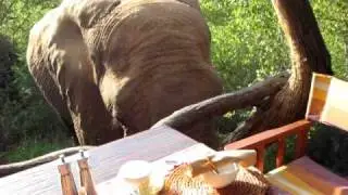 Elephant for breakfast.AVI
