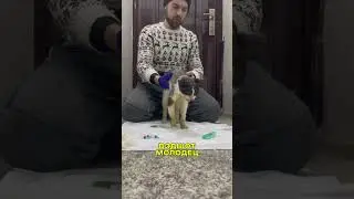 Дэдшот