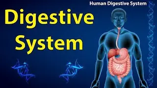 Human Diet and Digestive System | IGCSE Biology Revision