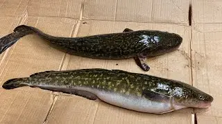 How to Clean Lush/Burbot!