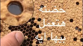 كيف تقوى طرد النحل الضعيف