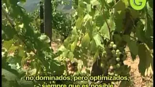 100 Gastronom&iacute;a Dvds Vinos Portugal Y Sus Vinos Patricio Tapia El Oporto