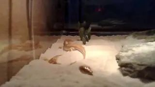 Sandfische / Apotheker Skinks