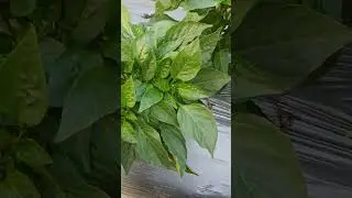 What to plant in case of leaf curl virus in capsicum? #chillies #capsicum #chillies_farming #leaf...
