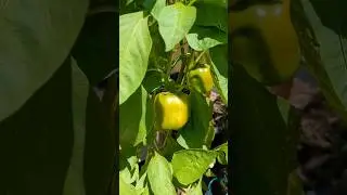 Harvesting Green Bell Peppers 🫑 #harvest #pepper #garden #organicgardening #vegetables #viralvideo