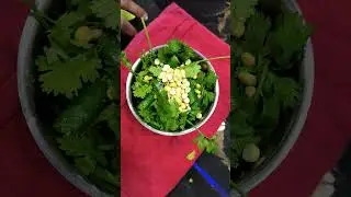 green chutani #greenchutney #gujaratirecipes #easyrecipe #simplerecipe