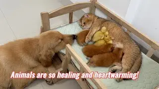 Mother cat adopted two ducklings, much to the surprise of the golden retriever and kittens!Too funny
