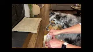 Single-Ingredient Dog Treats Review | Farm To Pet Chicken Chips
