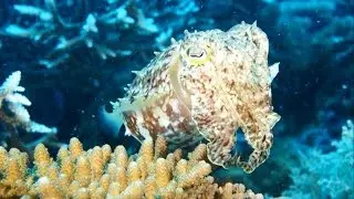 Papua New Guinea Diving - Extended Version