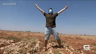 Recogemos cebollas en Bolaños de Calatrava | Ancha es Castilla-La Mancha - CMM