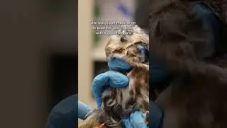 Northern saw-whet owl needed help