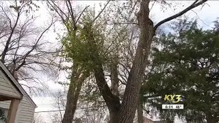 On Your Side: Missouri Attorney General investigating tree service company