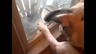 A dog broke a glass window
