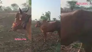 63631 40176 ఎడ్లు అమ్మబడును కర్నాటక bulls for sale karnataka chedam बैल बेचना कर्नाटक