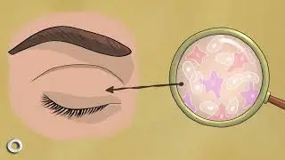 Unlocking Cancer Secrets with Peto&rsquo;s Paradox. Cancer Grand Challenges: Introducing Team PROMINENT