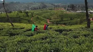 Teeanbau in Sri Lanka