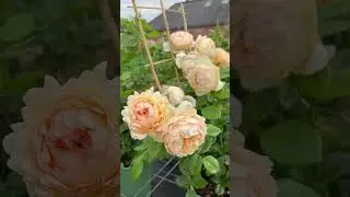 David Austin Roses 2025 Visit #davidaustinroses #rosegarden #roses