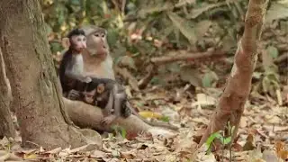 How To See Monkey  in  Maha Nokor Group Sit in Jungle on Sep15,2022/Vs.279..MahaNokor Mk