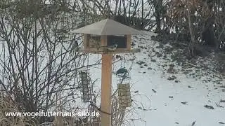 Vogelfutterhaus mit Silo. Sauberes und trockenes Futter auch bei regem Betrieb.